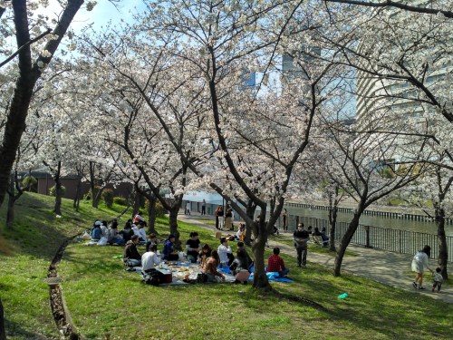 Osakajo hanami